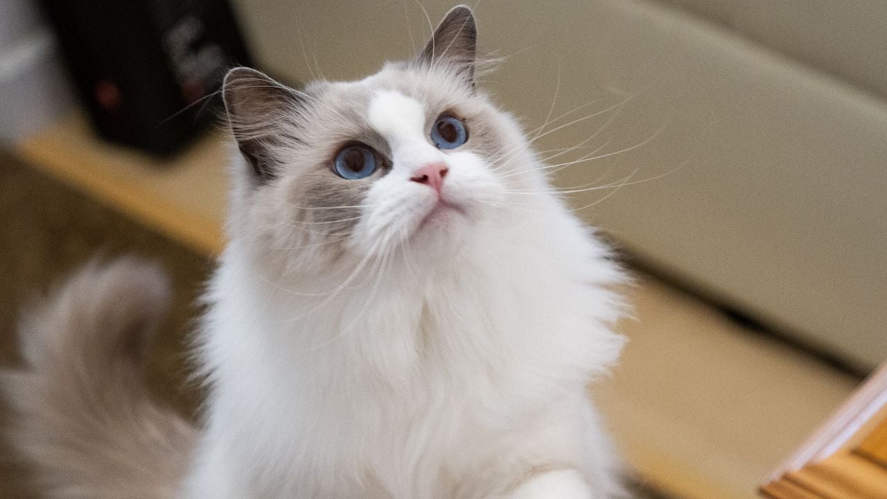 Ragdoll Kedisi