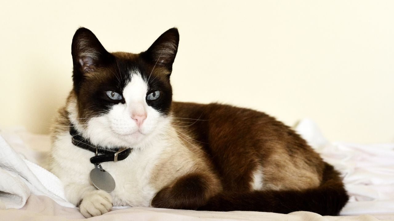 Snowshoe (Karayak) Kedisi