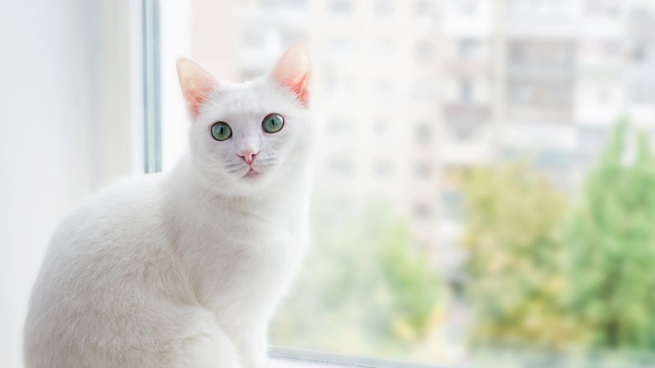 Ankara Kedisi