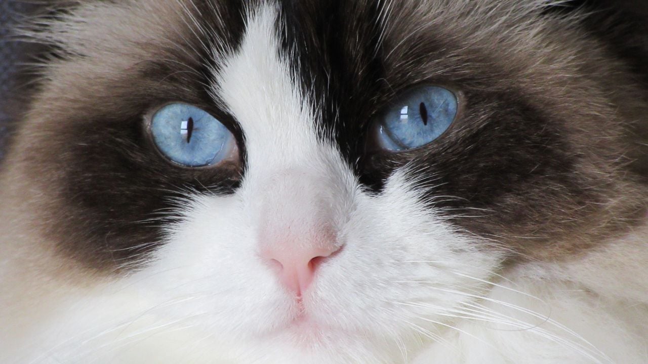 mavi gözlü bir kedi