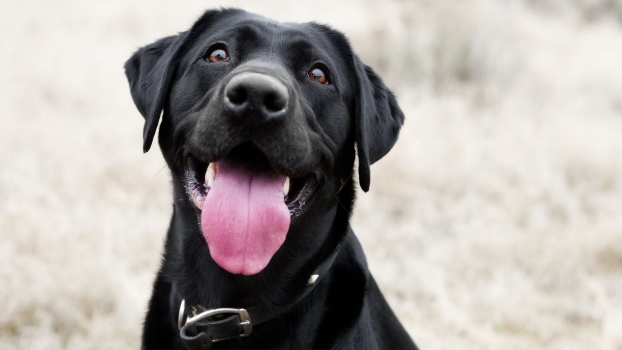 siyah bir köpek