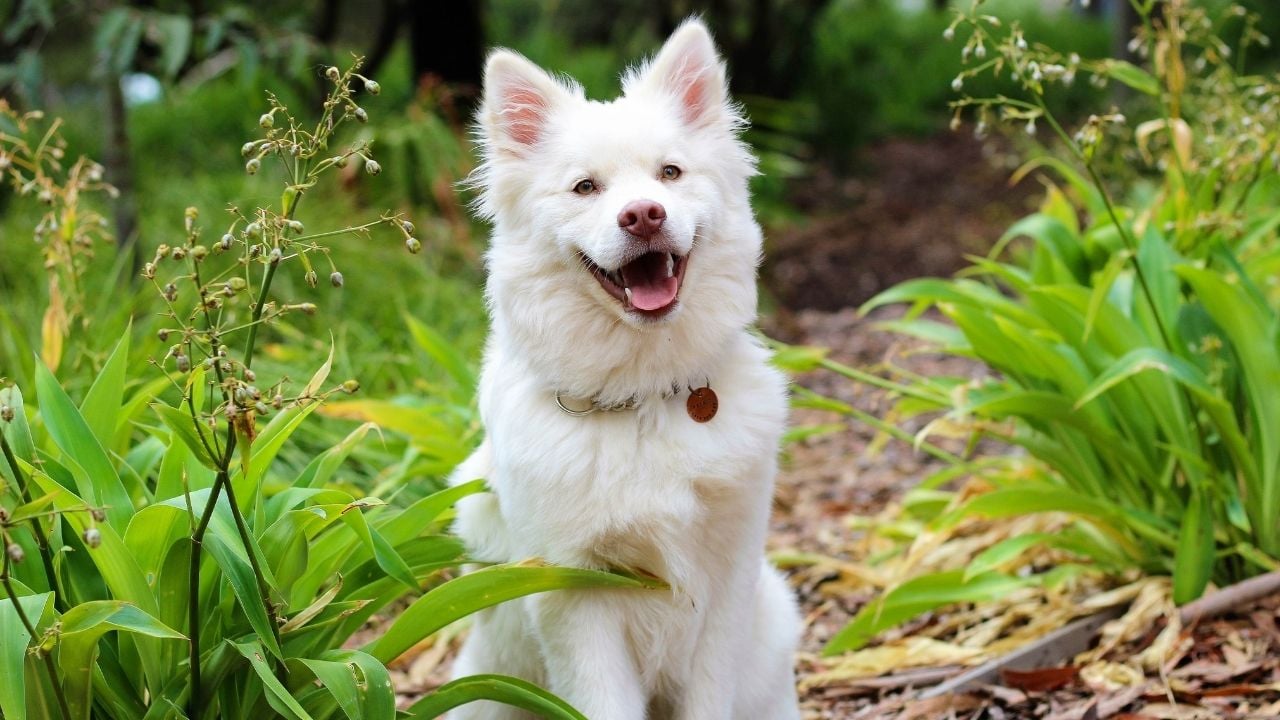 beyaz sevimli bir köpek