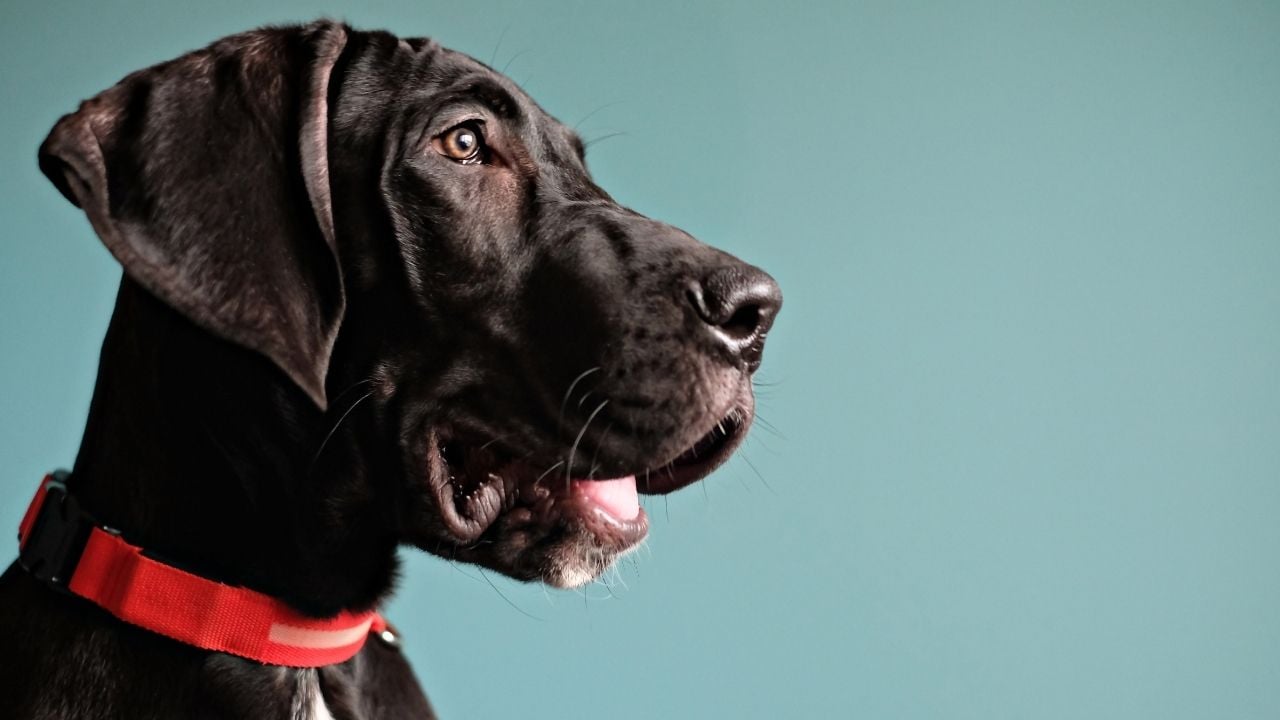 güçlü siyah bir köpek