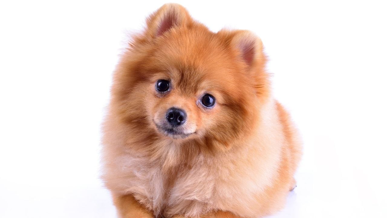 tatlı bir köpek