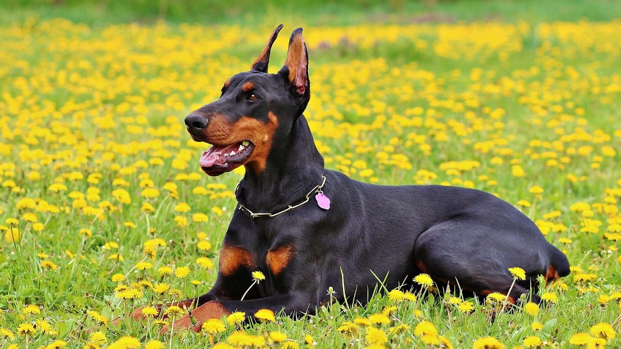 sert bir köpek