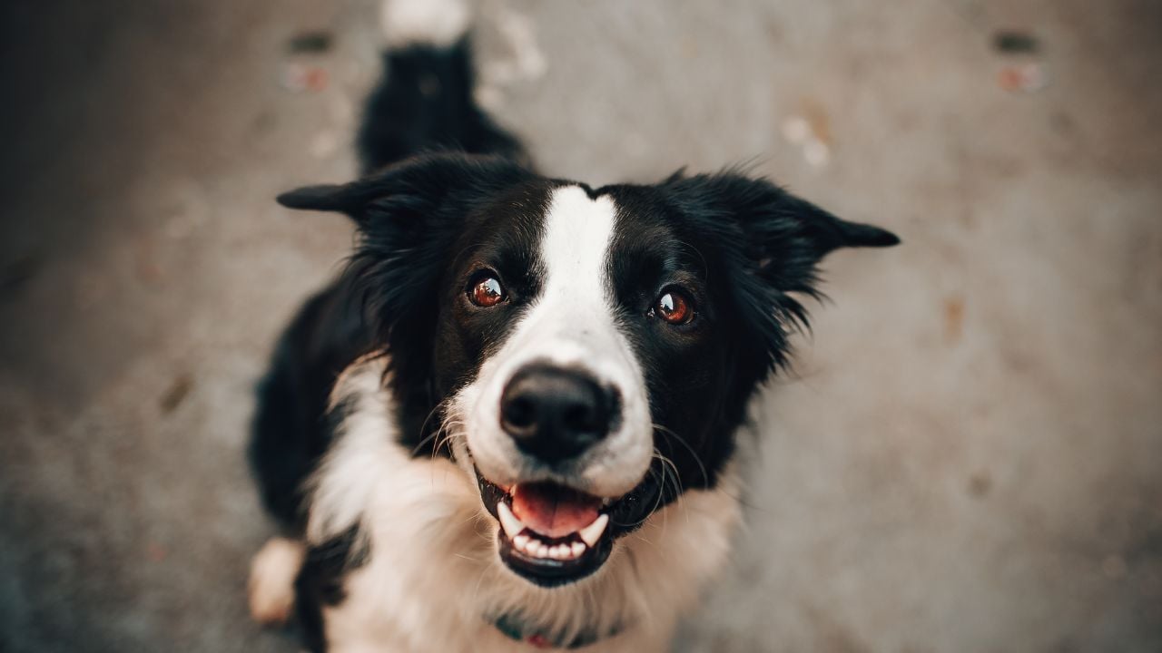 sevimli siyah beyaz köpek