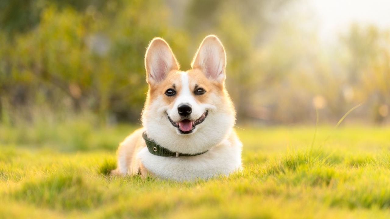 gülümseyen bir dişi köpek