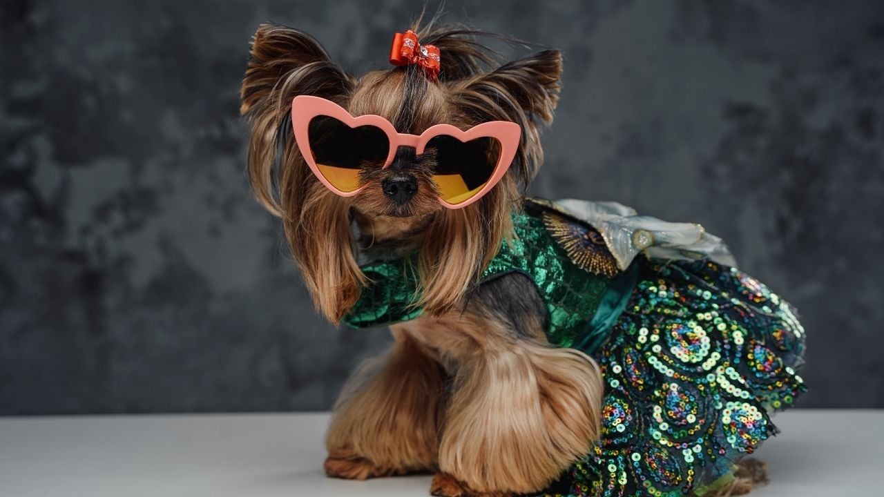 süslü Dişi Köpek