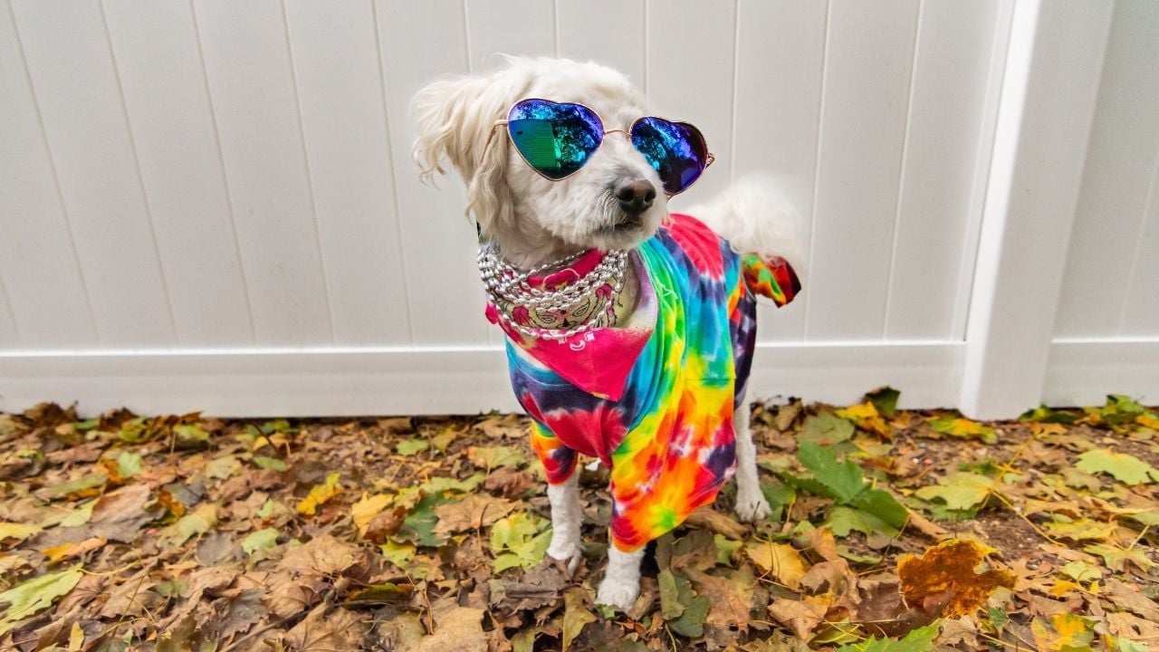 havalı Dişi Köpek
