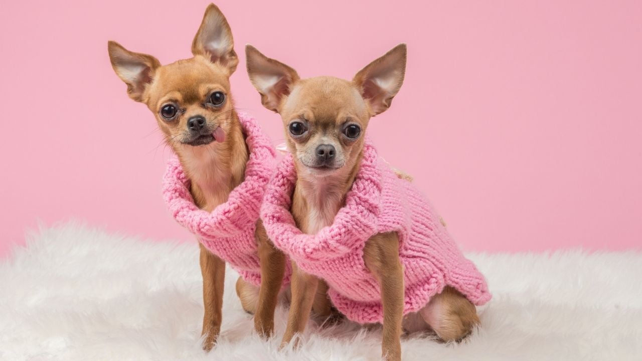 Asil Dişi Köpek