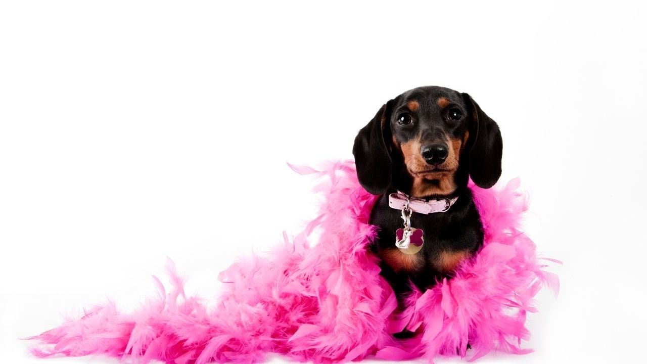 süslü bir dişi köpek