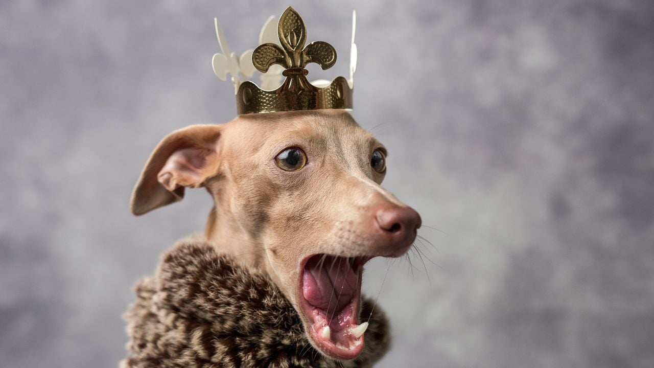 Fino Dişi Köpek