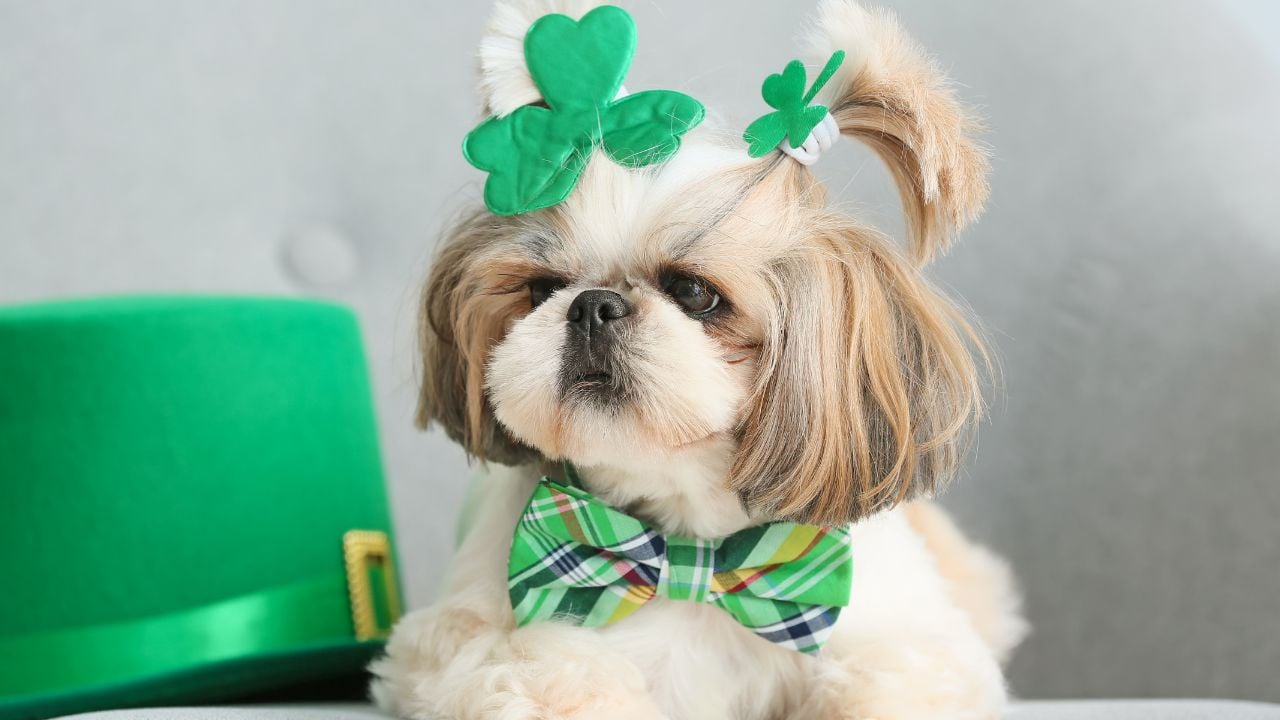 yeşil süslü Dişi Köpek