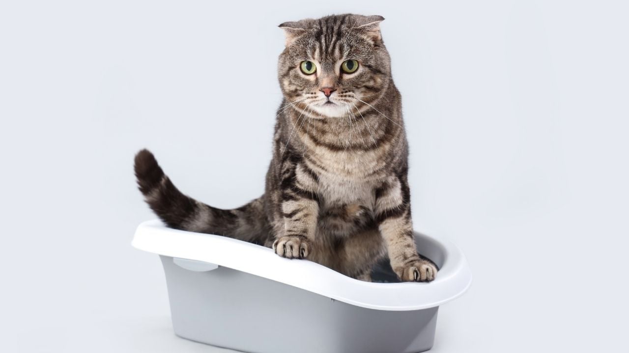 ishal kedi kedi tuvaletinde oturuyor