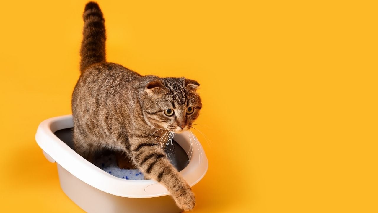 kedi tuvalet kabından çıkıyor