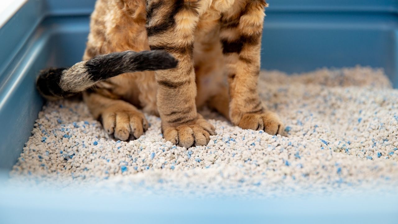 kedi kumunda oturan kedinin patileri
