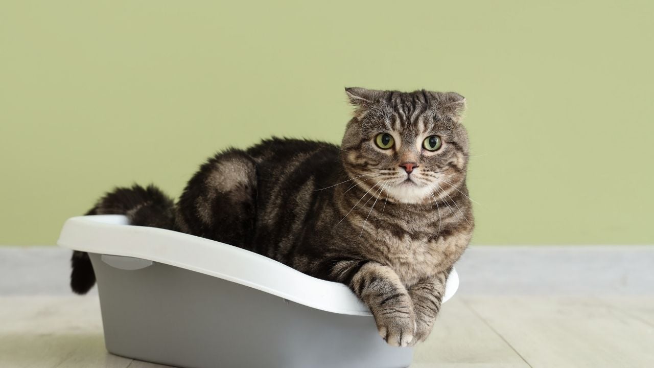 kum kabında oturan bir kedi