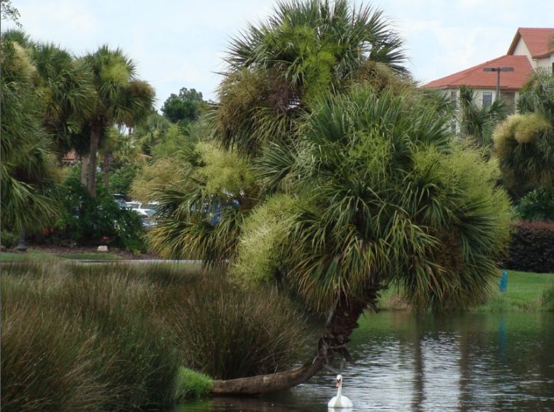 Effective Fall Weed Control Techniques for a Healthier Lawn