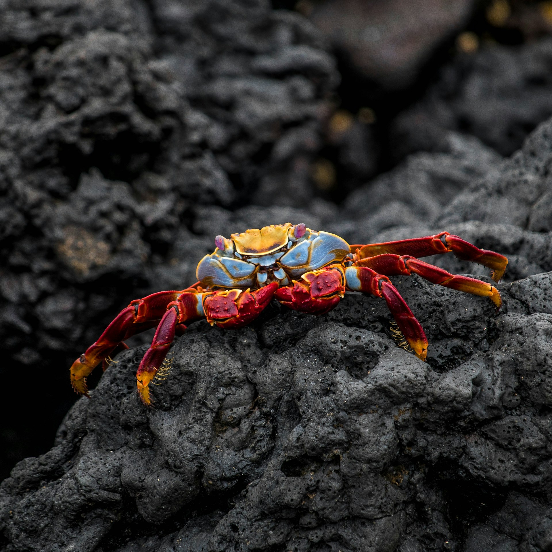 Hello, Kubernetes 🦀