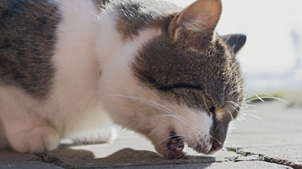 kusan bir kedi
