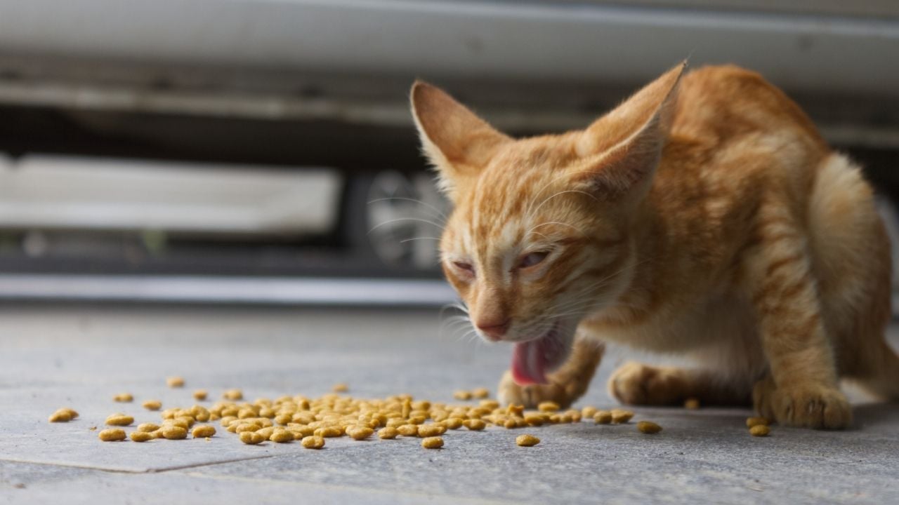 kusan bir sarman kedi
