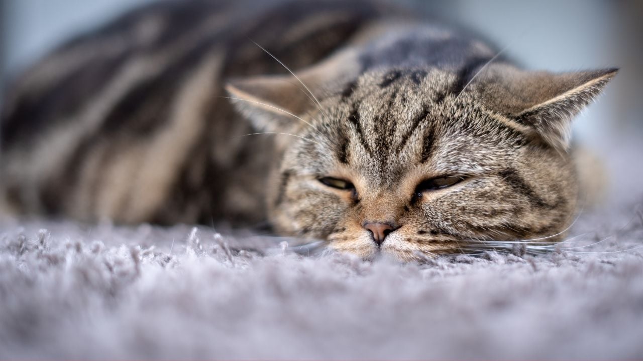 hasta bir tekir kedi yatıyor