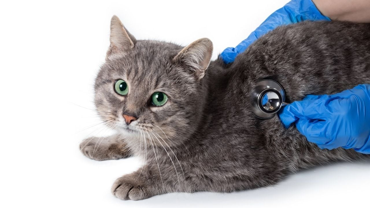 kedi veterinerde