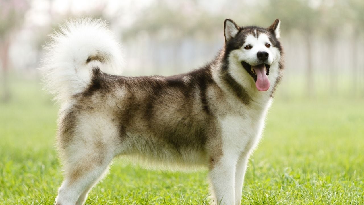 Alaska Malamutu