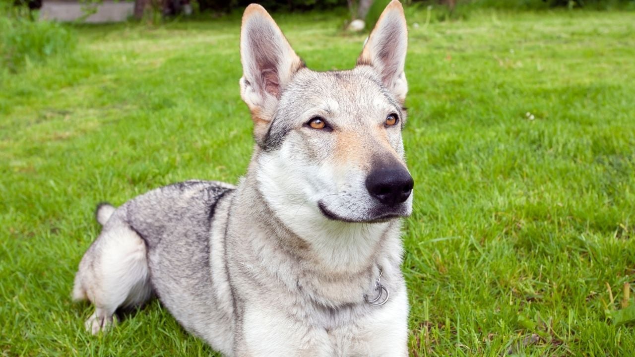 Çekoslovak Kurt Köpeği