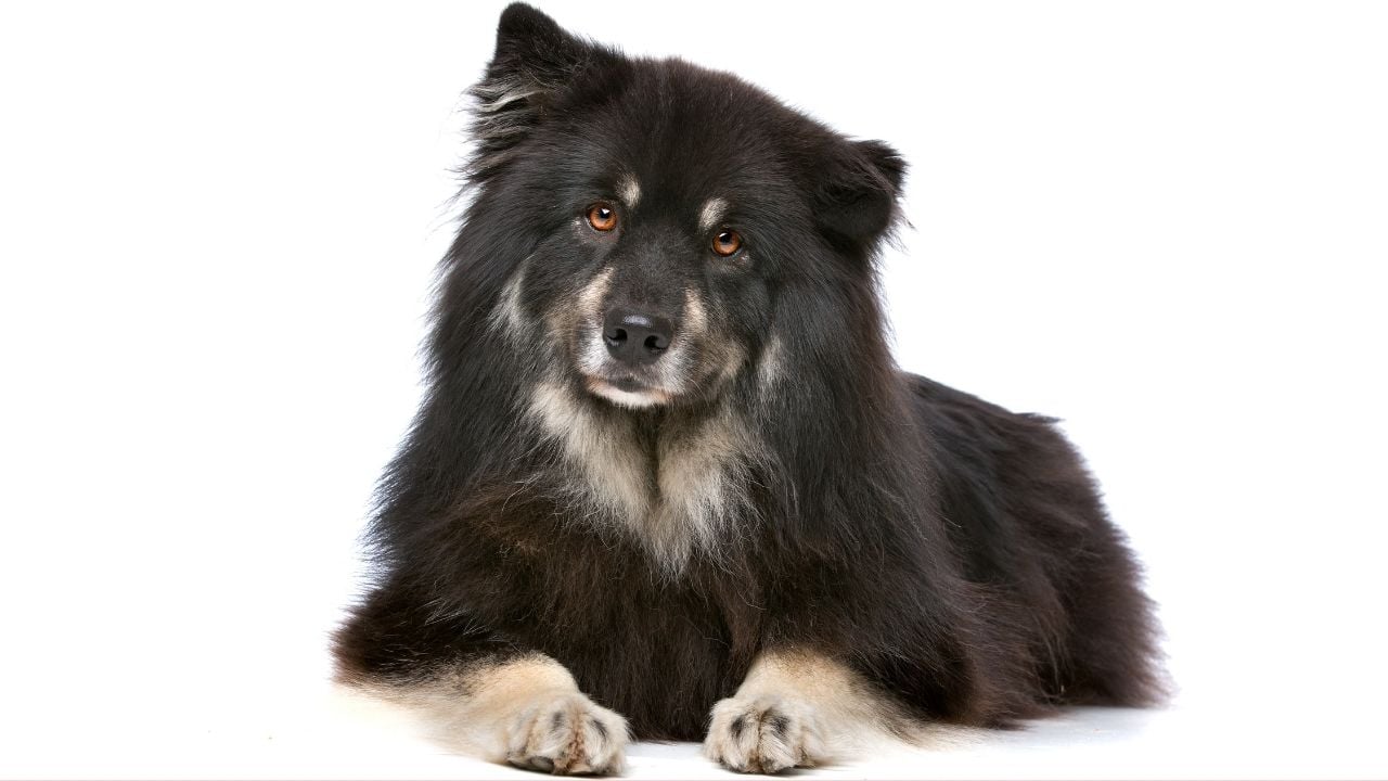 Fin Lapphund