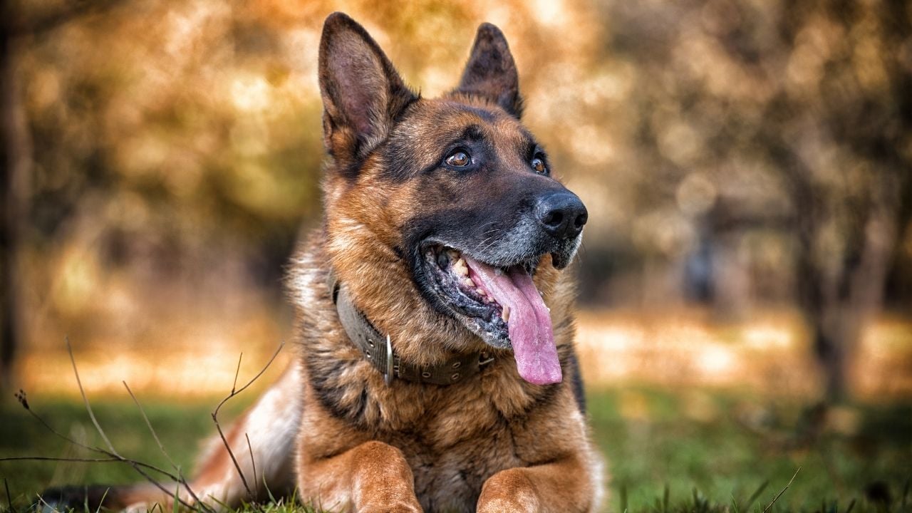 Alman Çoban Köpeği (Alman Çoban Kurdu)