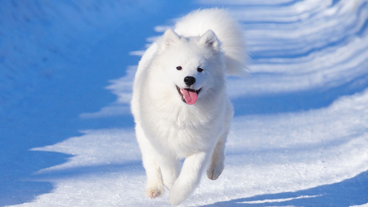 Samoyed