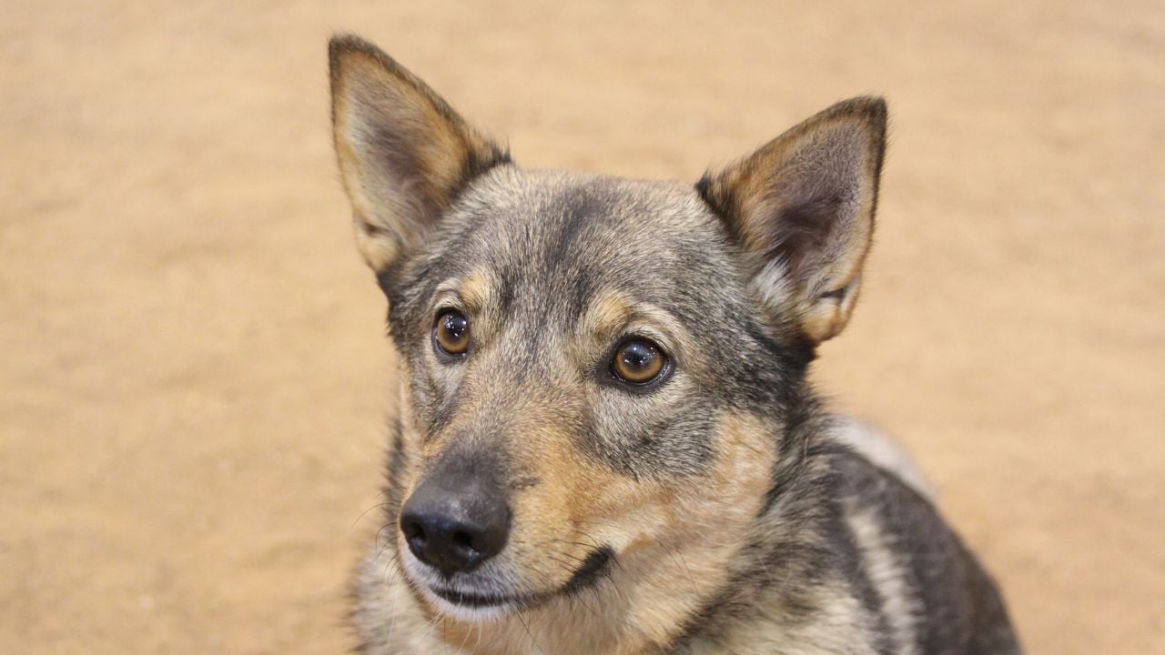 İsveç Çoban Köpeği (Swedish Vallhund)