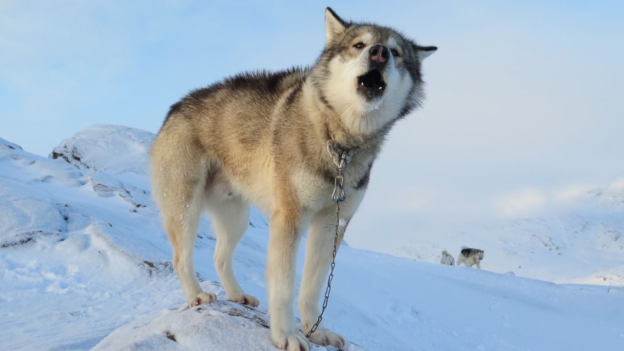 Grönland Köpeği