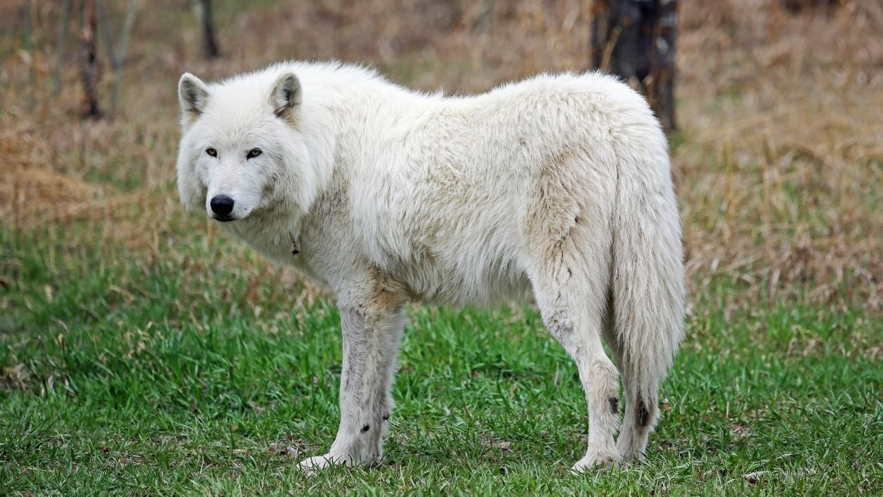 beyaz bir kurt köpeği
