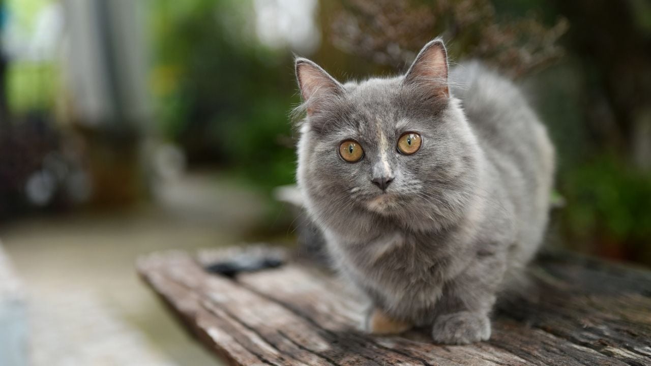 dünyanın en kısa kedi ırkı Munchkin Kedisi