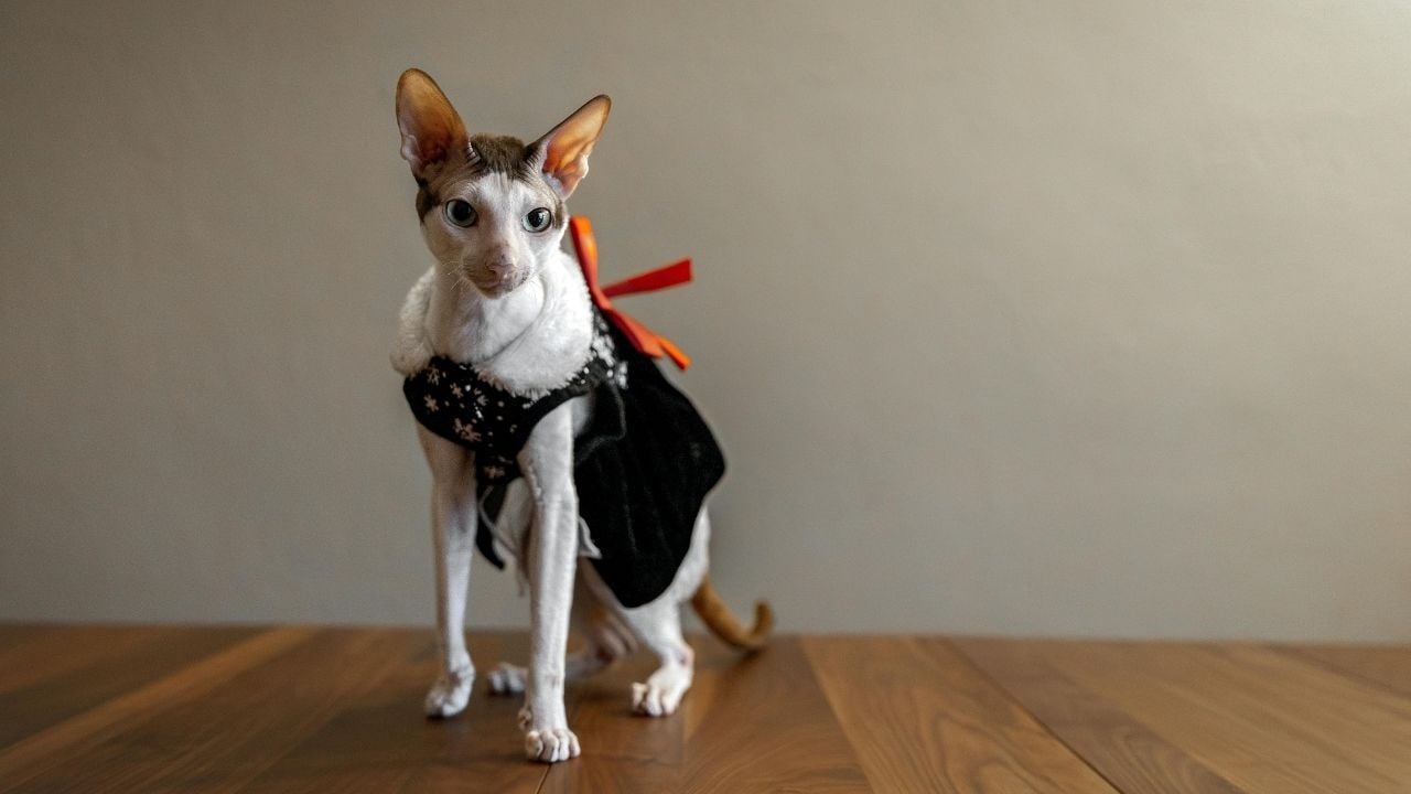 Cornish Rex