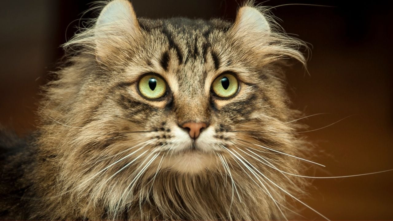 American Curl