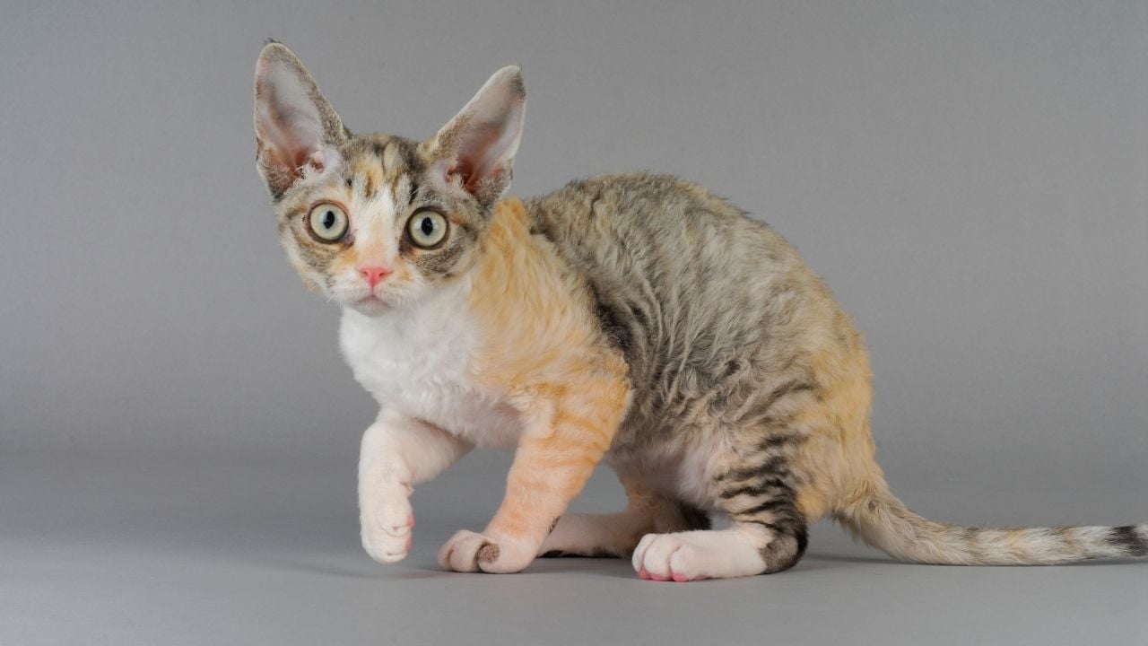 Devon Rex
