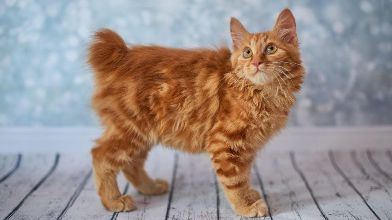 Japon Bobtail
