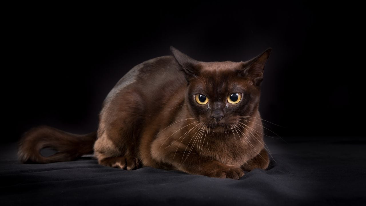 Burma Kedisi