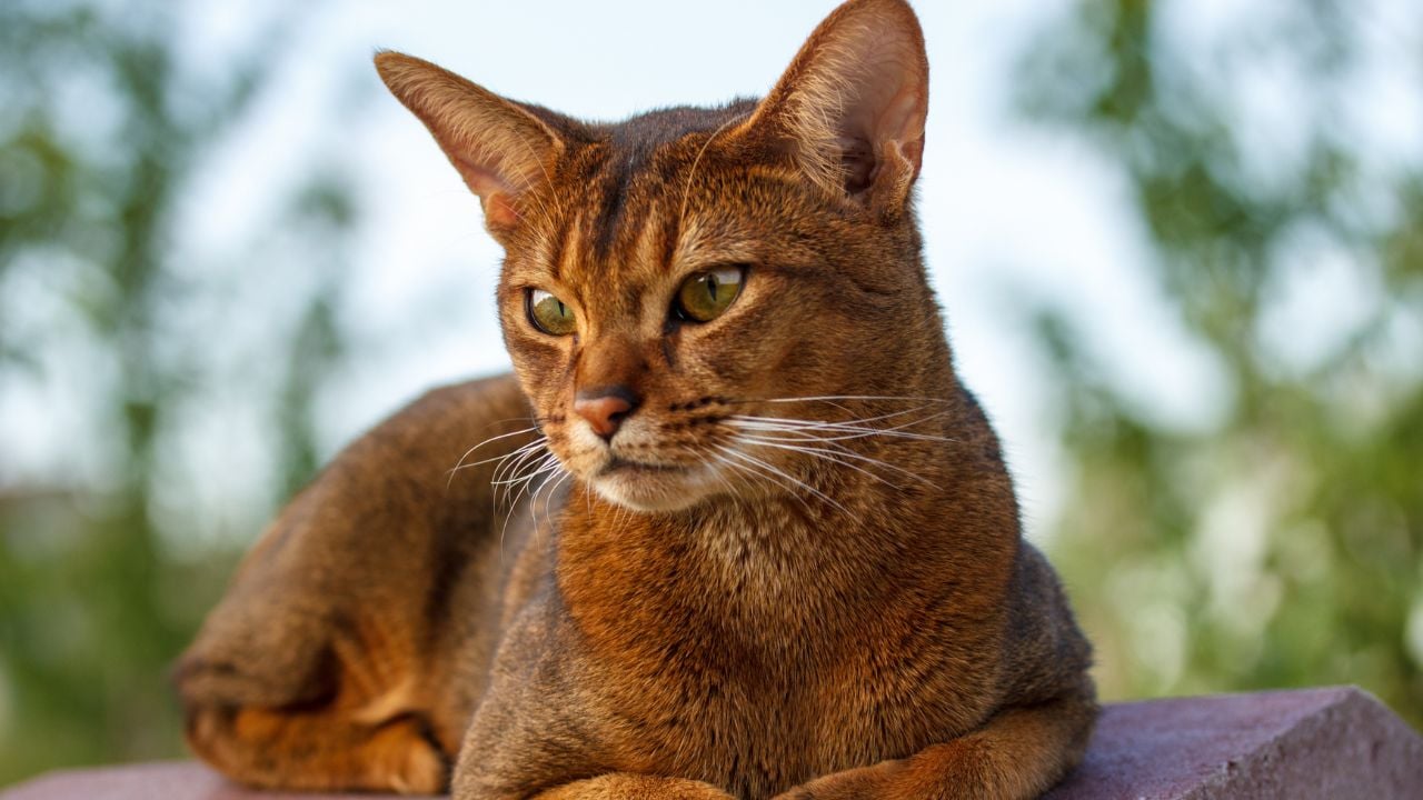 Habeş Kedisi (Abyssinian)