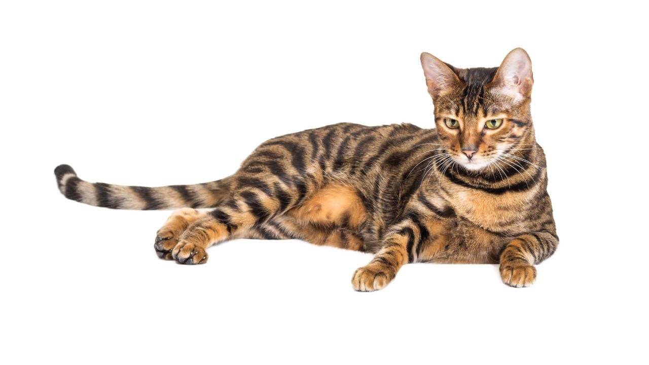 Toyger Kedisi