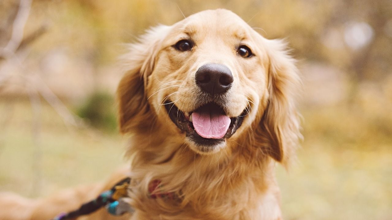 sarı Golden Retriever
