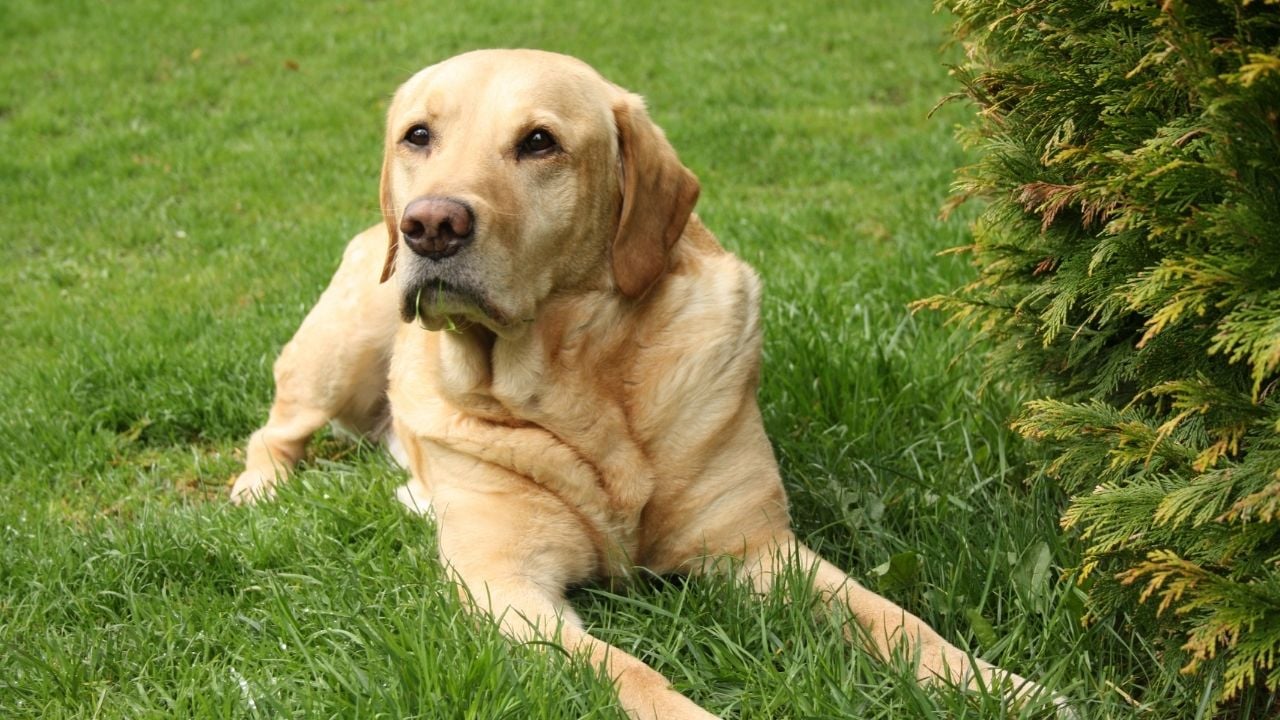 sarı labrador Retriever