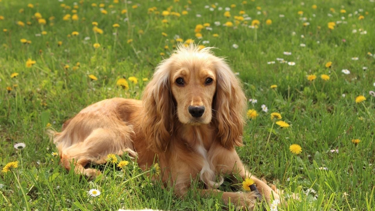 sarı Cocker Spaniel