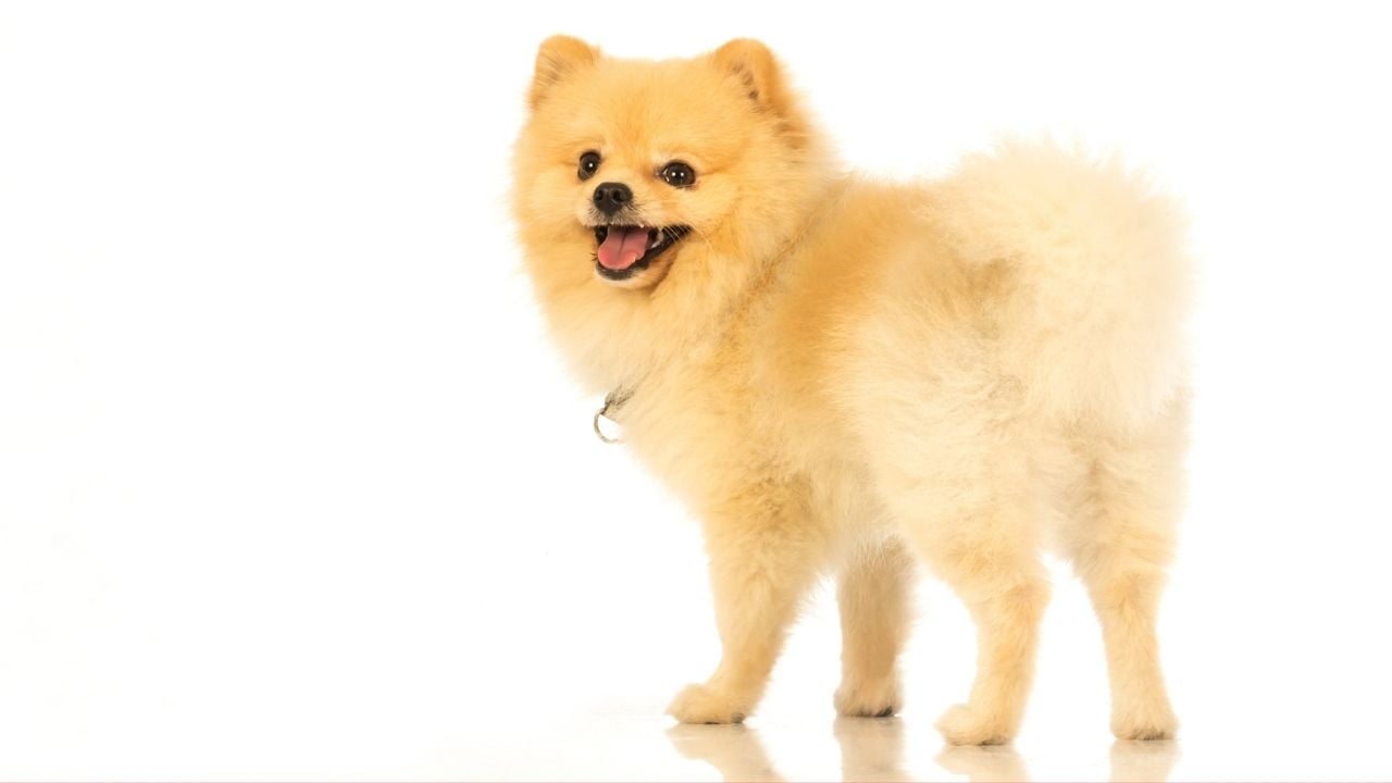 sarı Pomeranian