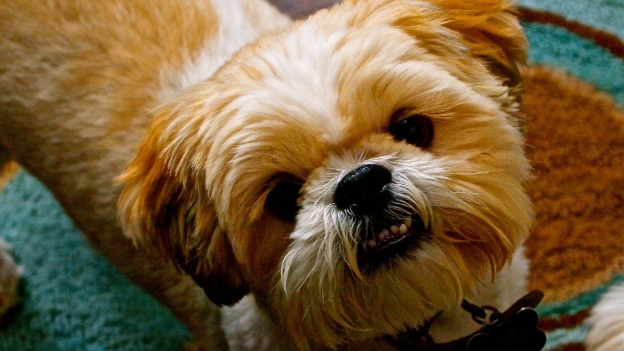 sarı Shih Tzu