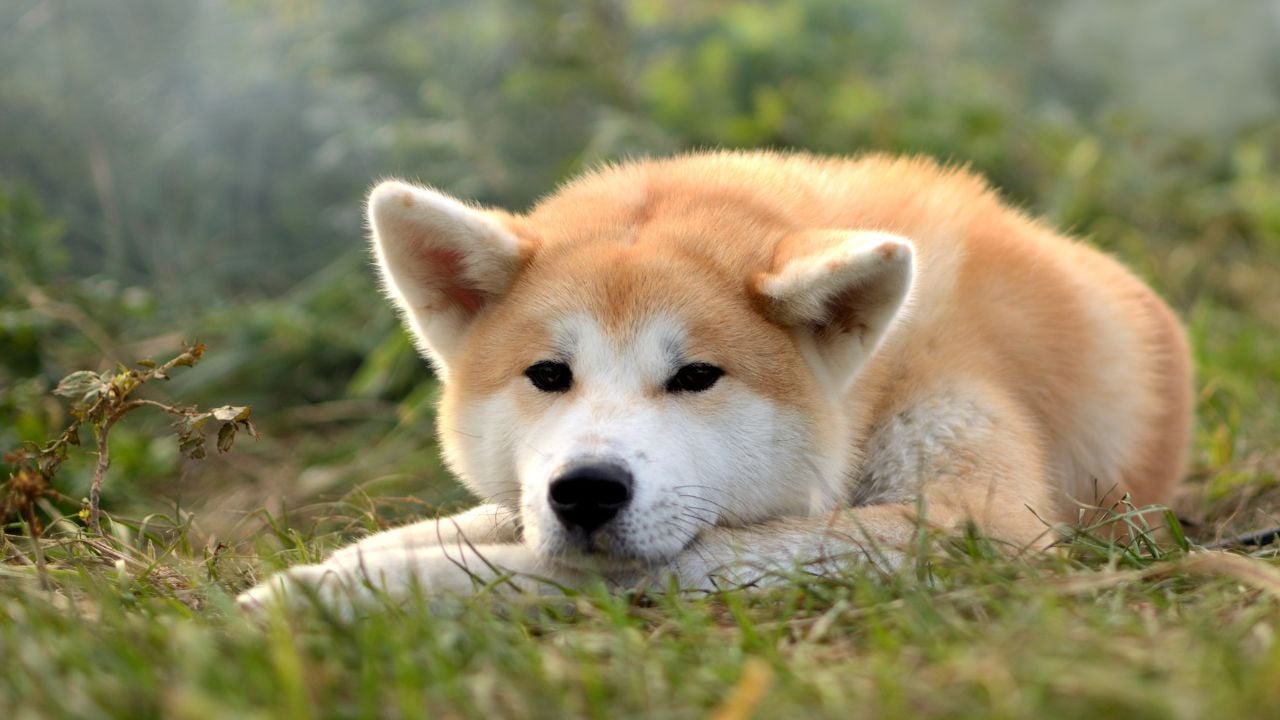 Akita