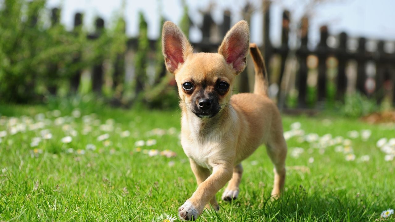 sarı Chihuahua